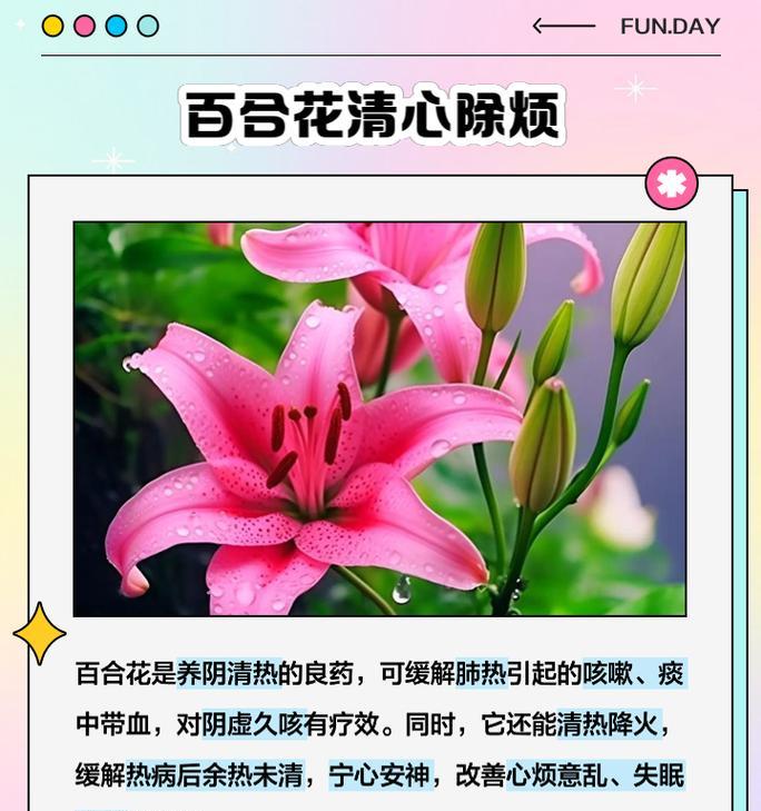 沁水百合的含义是什么？