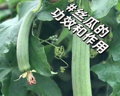 雾培养颜百合有何特别之处？它在美容养颜方面有何作用？