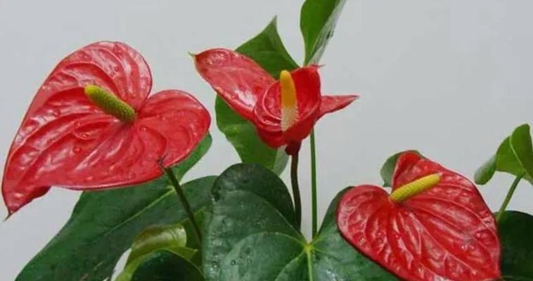龙爪花卉别名叫什么？它的养护要点是什么？