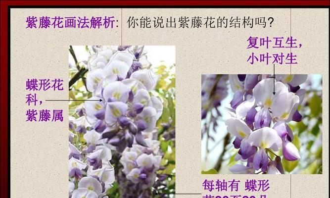 龙爪花卉别名叫什么？它的养护要点是什么？