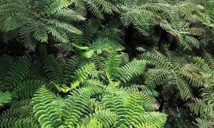 哪些植物被称为“满嘴牙”？这些植物的特征是什么？