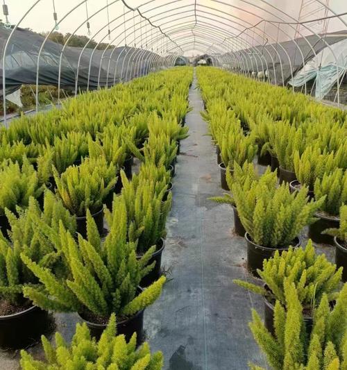 哪些植物被称为“满嘴牙”？这些植物的特征是什么？