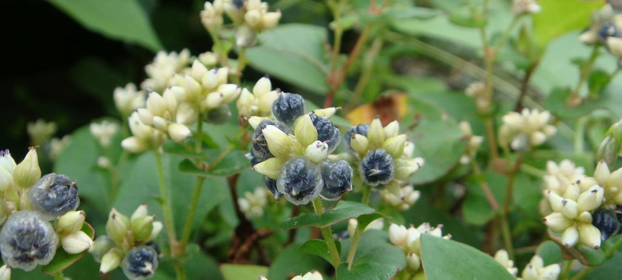 哪些植物被称为“满嘴牙”？这些植物的特征是什么？