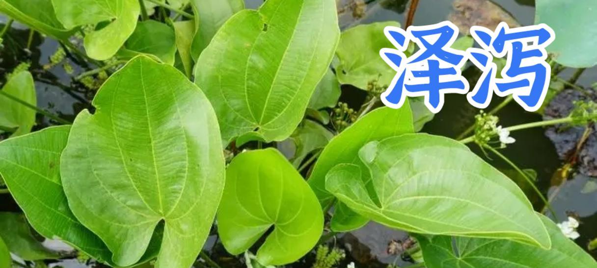 块茎药用植物有哪些？它们各自有什么功效？