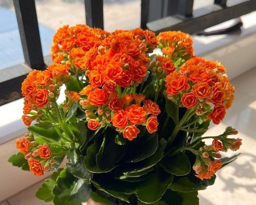 精致开花植物有哪些名字？它们的生长环境是什么？