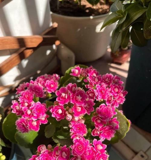 精致开花植物有哪些名字？它们的生长环境是什么？