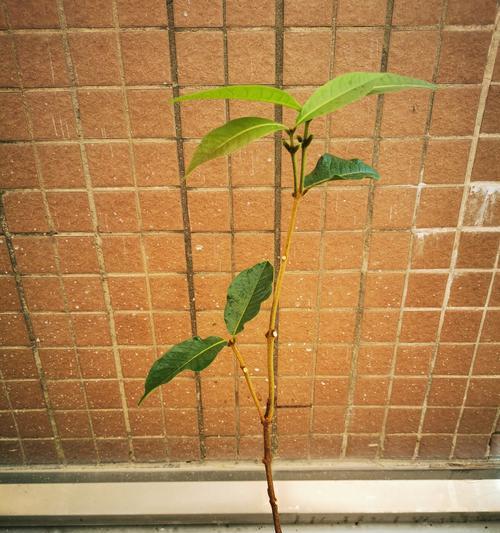 单位花池适合种植哪些花卉？它们的名称是什么？