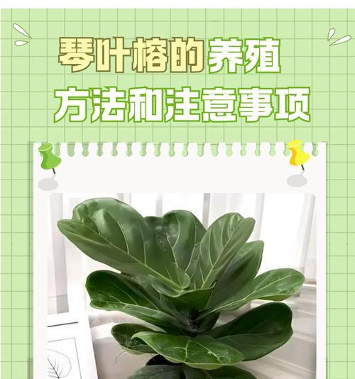 室内夜间植物养护技巧有哪些？