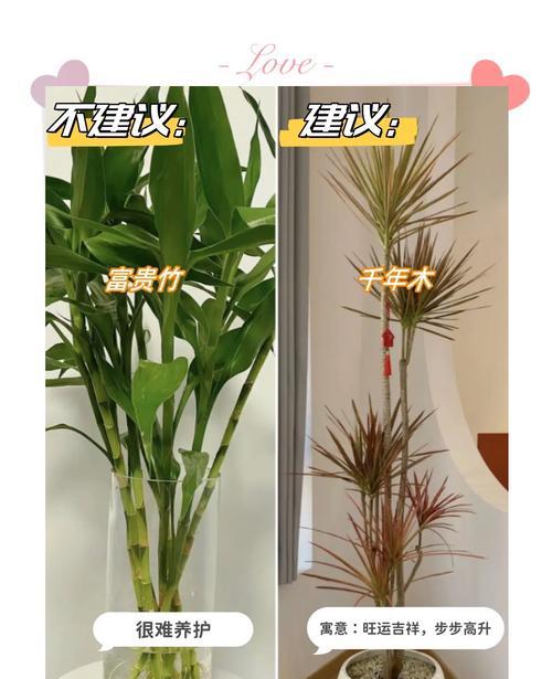 室内夜间植物养护技巧有哪些？