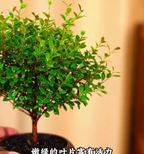 哪些植物具有勇气？如何通过植物提升勇气？