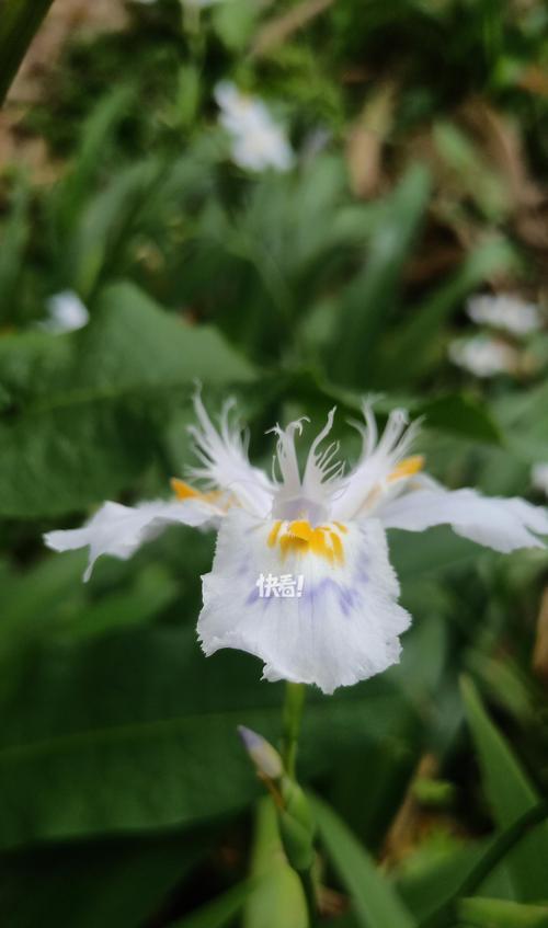 蝴蝶花代表了什么？