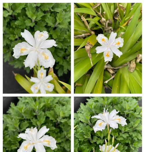 蝴蝶花代表了什么？