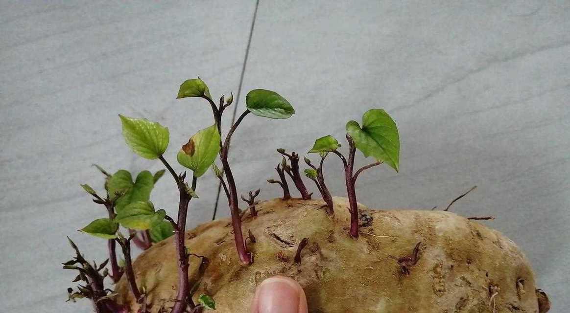 红薯发芽后如何正确种植盆栽？
