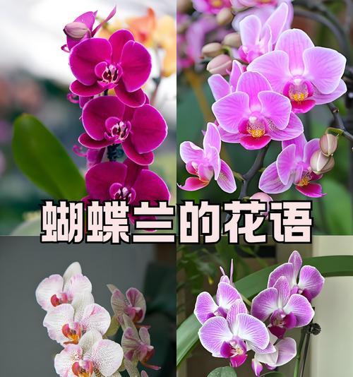 蝴蝶花代表了什么？