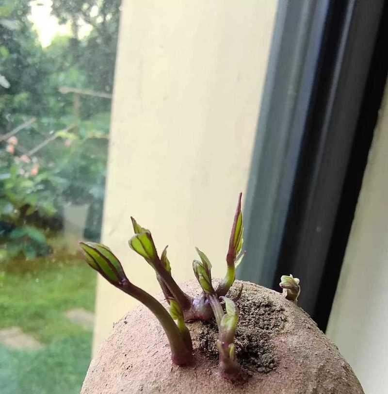 红薯发芽后如何正确种植盆栽？