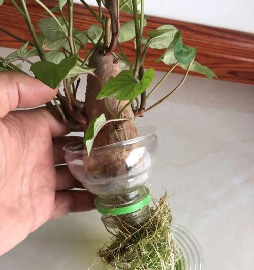 红薯发芽后如何正确种植盆栽？