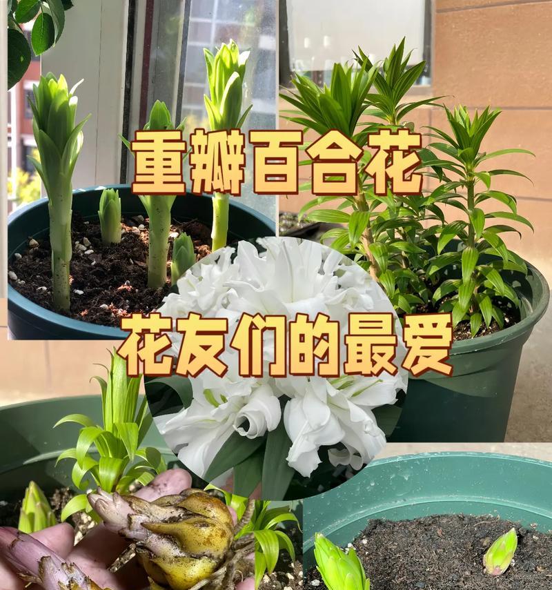 百合种球种植的适宜温度是多少？如何控制？