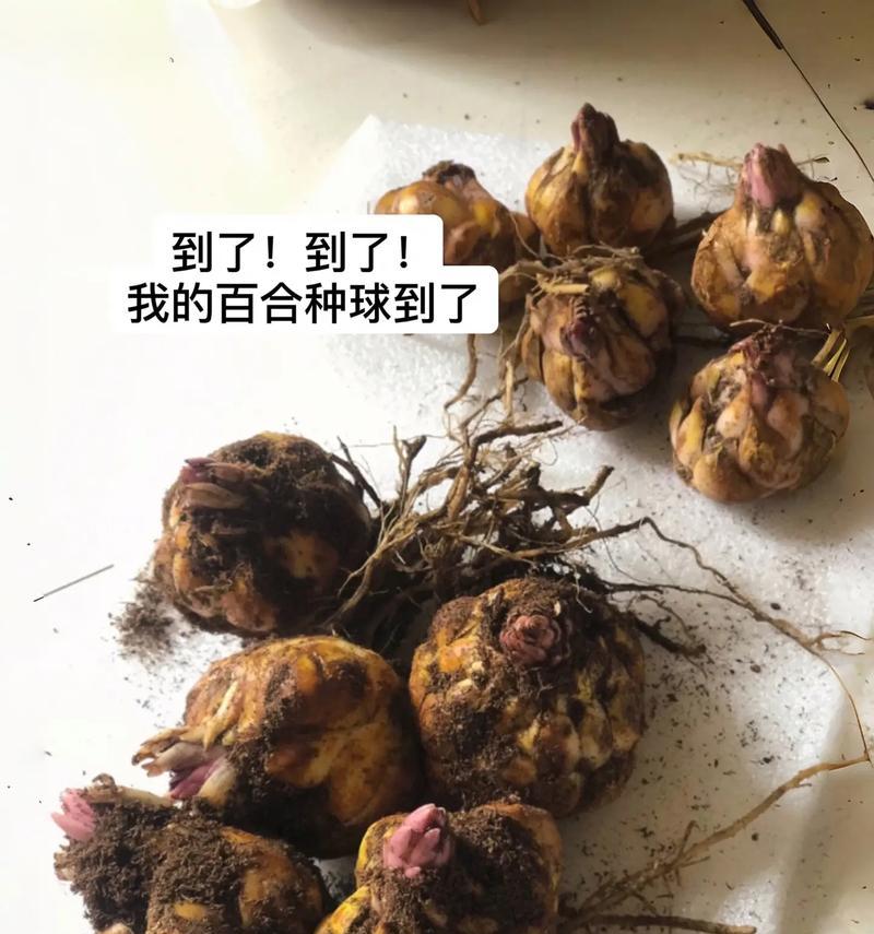 百合种球种植的适宜温度是多少？如何控制？