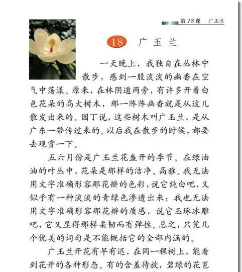 玉兰象征着什么？它的花语有哪些？