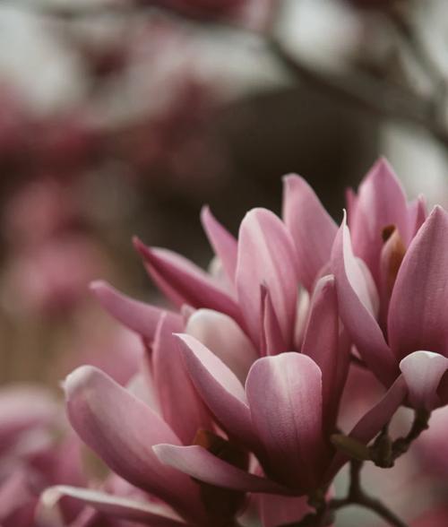 玉兰象征着什么？它的花语有哪些？