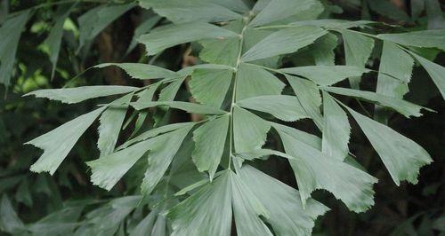 有哪些植物能够“飞行”？植物“飞行”的原理是什么？