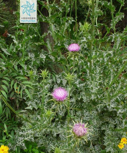 有哪些植物能够“飞行”？植物“飞行”的原理是什么？