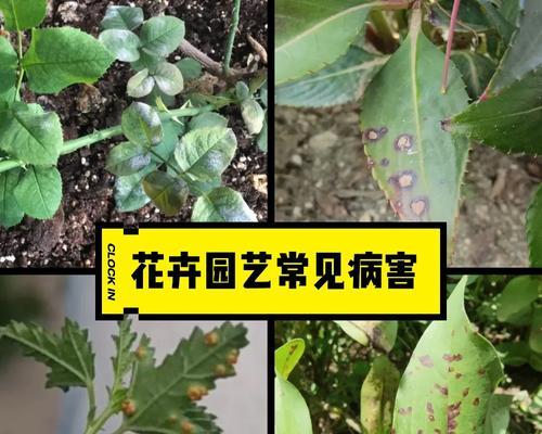 花卉出现小青虫怎么办？哪种药物可以有效防治？