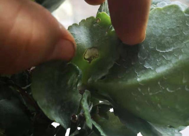 花卉出现小青虫怎么办？哪种药物可以有效防治？