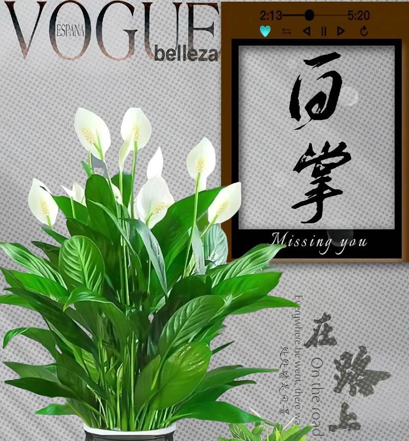 壁挂水培盆栽好吗？如何正确养护和管理？