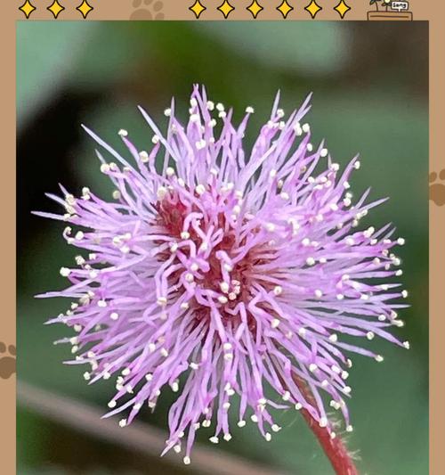 探索奇妙植物世界：世界上有哪些独特植物？