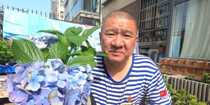 男生送绣球盆栽的含义是什么？情感表达的特殊方式？