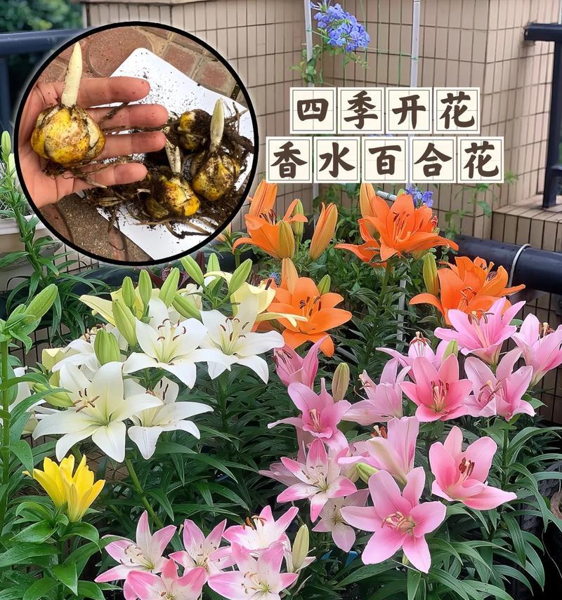 百合花中的香水象征着什么？