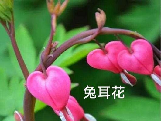 属相花卉有哪些寓意和含义？
