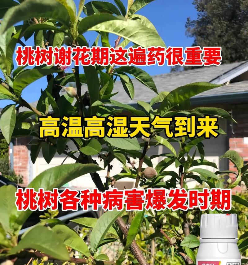 12月份桃树的管理方法是什么？