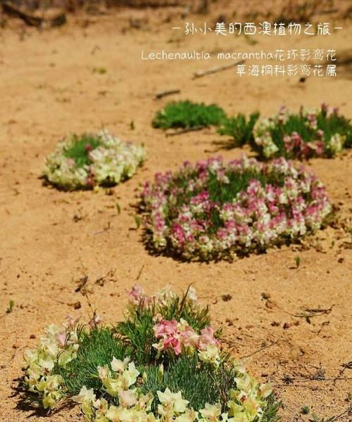 新疆西域有哪些独特的花卉品种？它们的生长条件是什么？