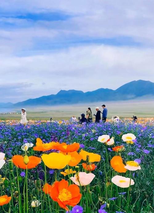 新疆西域有哪些独特的花卉品种？它们的生长条件是什么？