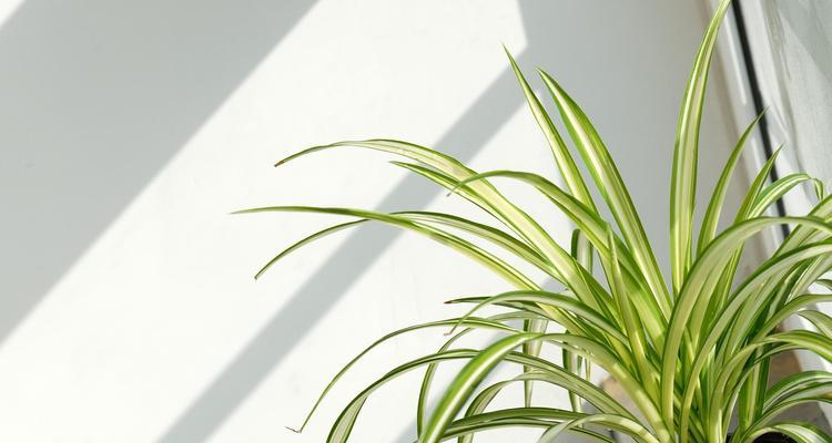 哪些藤类植物适合室内种植？