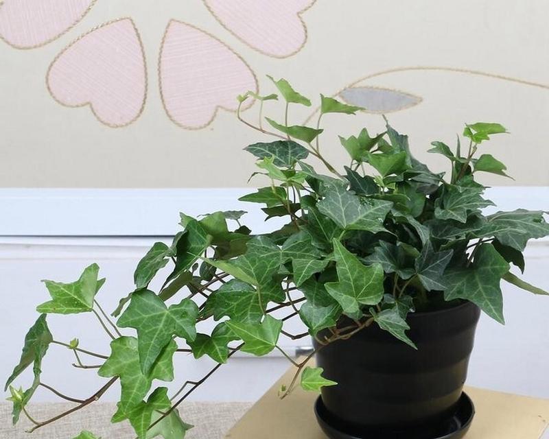 哪些藤类植物适合室内种植？
