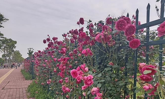 台州可以种什么室外花卉？哪些花卉适合台州的气候？