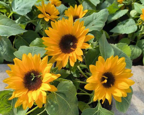 中日照花卉是什么意思？这种花卉对光照有何要求？