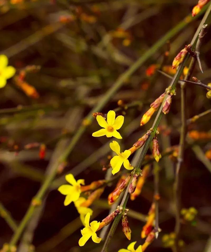 中日照花卉是什么意思？这种花卉对光照有何要求？