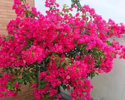 中日照花卉是什么意思？这种花卉对光照有何要求？