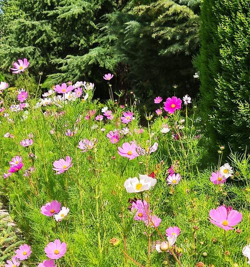 拉萨园林中常见的花卉有哪些？这些花卉的适应性如何？