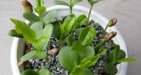 哪些是植物种子？它们的种植方法是什么？