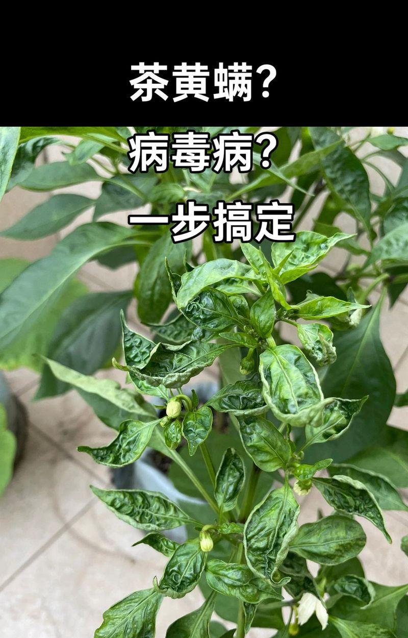 哪些是植物种子？它们的种植方法是什么？