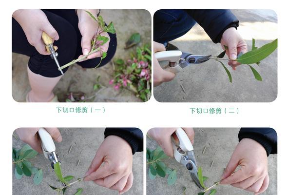 花卉二叶一芽的含义是什么？