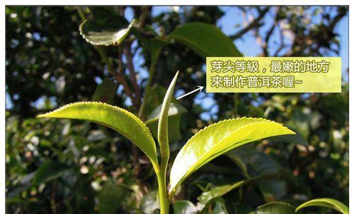 花卉二叶一芽的含义是什么？