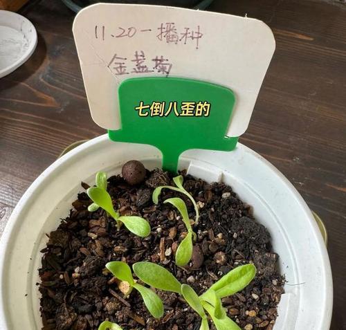 花卉二叶一芽的含义是什么？