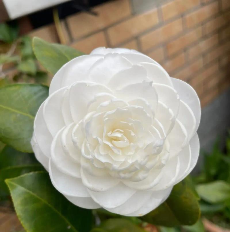 白色山茶花的花语代表什么？
