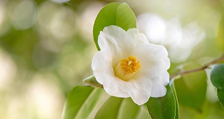 白色山茶花的花语代表什么？